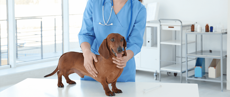 torsion de l’estomac chez le chien